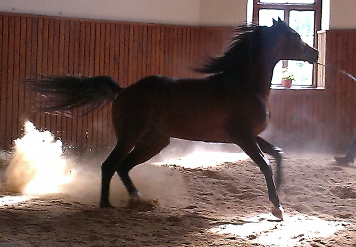 The Janów Podlaski Stud – Arabian horse presentation.